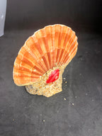 Souvenir ancien « Le Mont St Michel » – Marin pêcheur et coquillage décoratif (années 1950-1970)