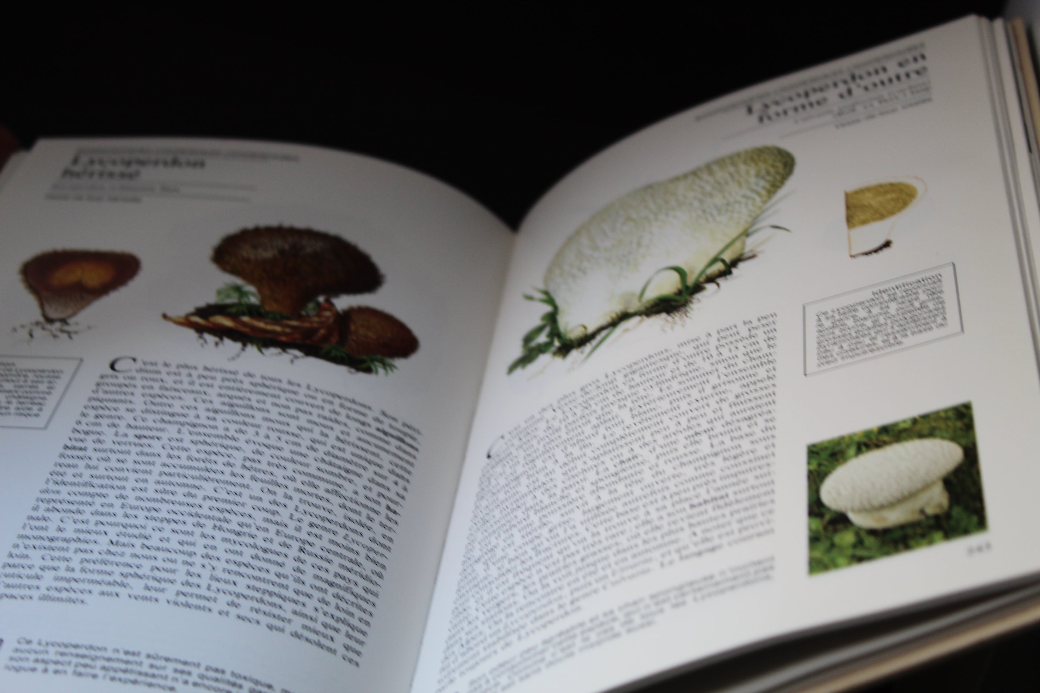 Guide des Champignons - Sélection du Reader’s Digest (Éd. 1982)